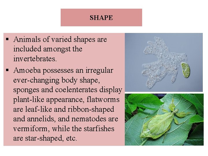SHAPE § Animals of varied shapes are included amongst the invertebrates. § Amoeba possesses