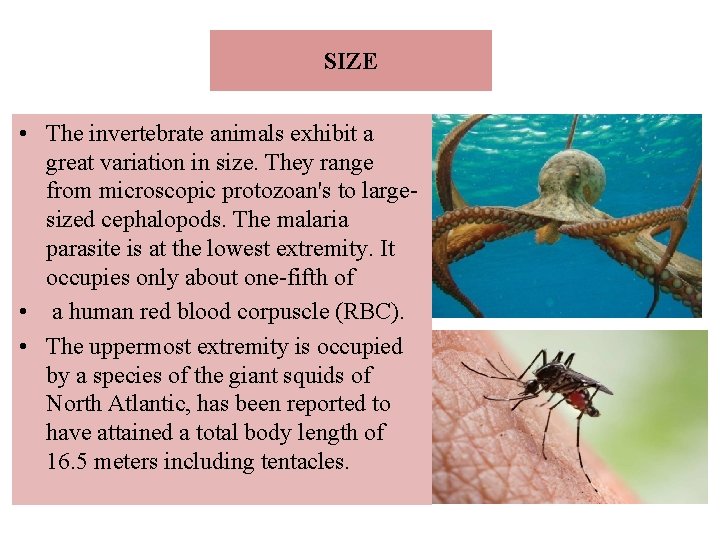 SIZE • The invertebrate animals exhibit a great variation in size. They range from