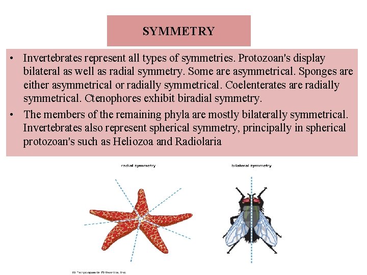 SYMMETRY • Invertebrates represent all types of symmetries. Protozoan's display bilateral as well as