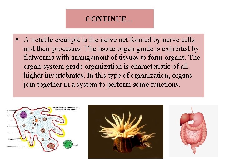 CONTINUE… § A notable example is the nerve net formed by nerve cells and