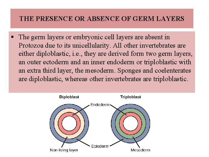 THE PRESENCE OR ABSENCE OF GERM LAYERS § The germ layers or embryonic cell