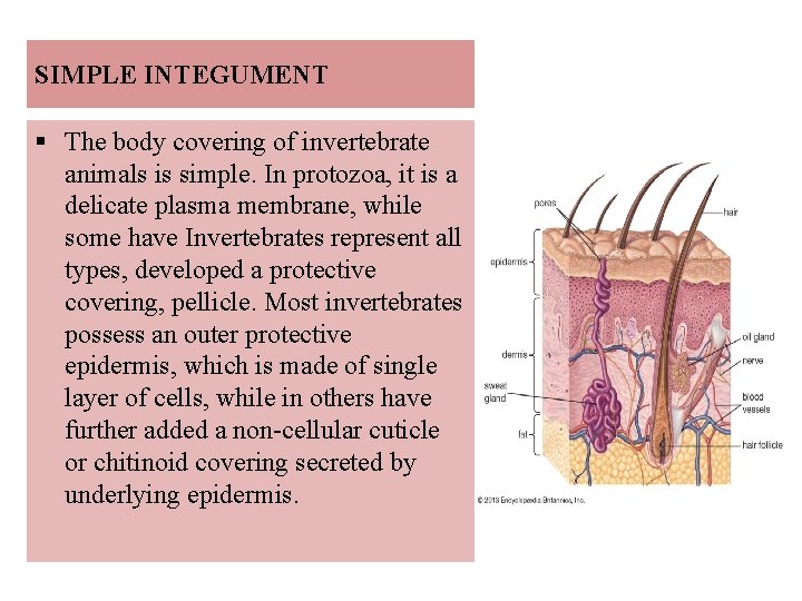 SIMPLE INTEGUMENT § The body covering of invertebrate animals is simple. In protozoa, it