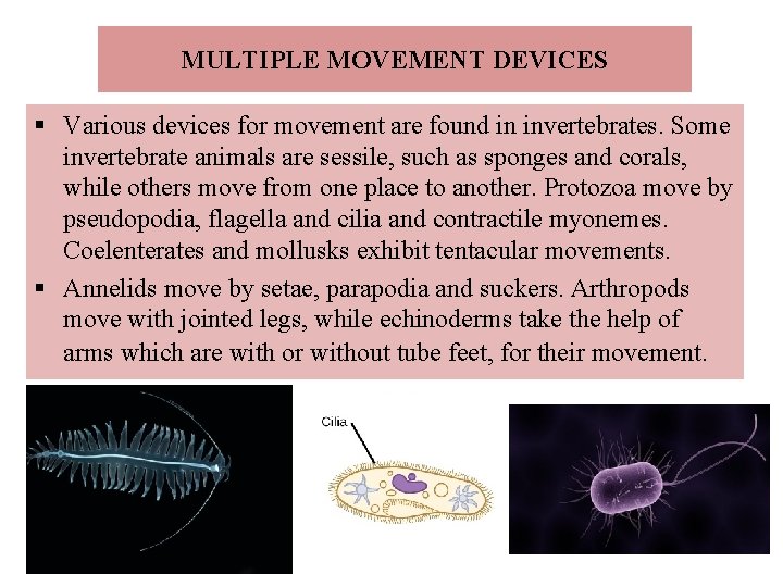 MULTIPLE MOVEMENT DEVICES § Various devices for movement are found in invertebrates. Some invertebrate