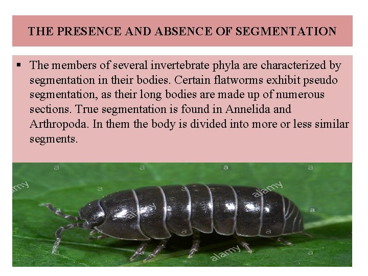 THE PRESENCE AND ABSENCE OF SEGMENTATION § The members of several invertebrate phyla are
