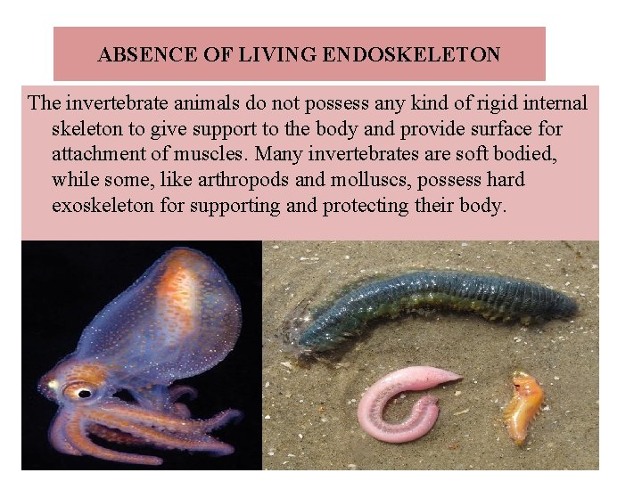 ABSENCE OF LIVING ENDOSKELETON The invertebrate animals do not possess any kind of rigid
