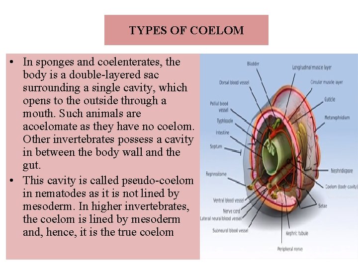 TYPES OF COELOM • In sponges and coelenterates, the body is a double-layered sac