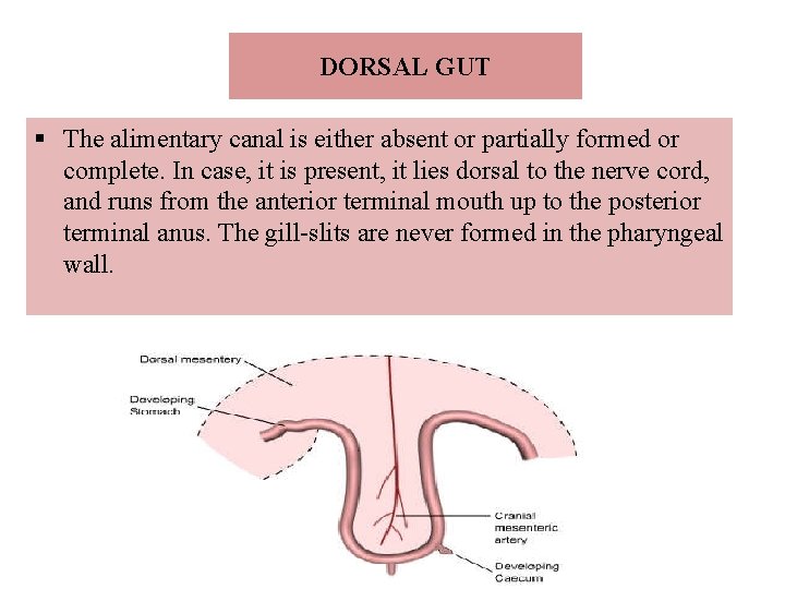 DORSAL GUT § The alimentary canal is either absent or partially formed or complete.
