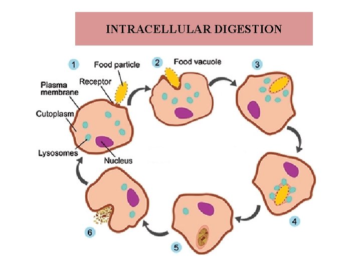 INTRACELLULAR DIGESTION 