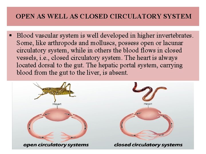 OPEN AS WELL AS CLOSED CIRCULATORY SYSTEM § Blood vascular system is well developed