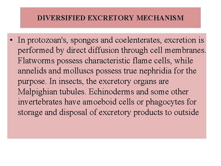 DIVERSIFIED EXCRETORY MECHANISM • In protozoan's, sponges and coelenterates, excretion is performed by direct