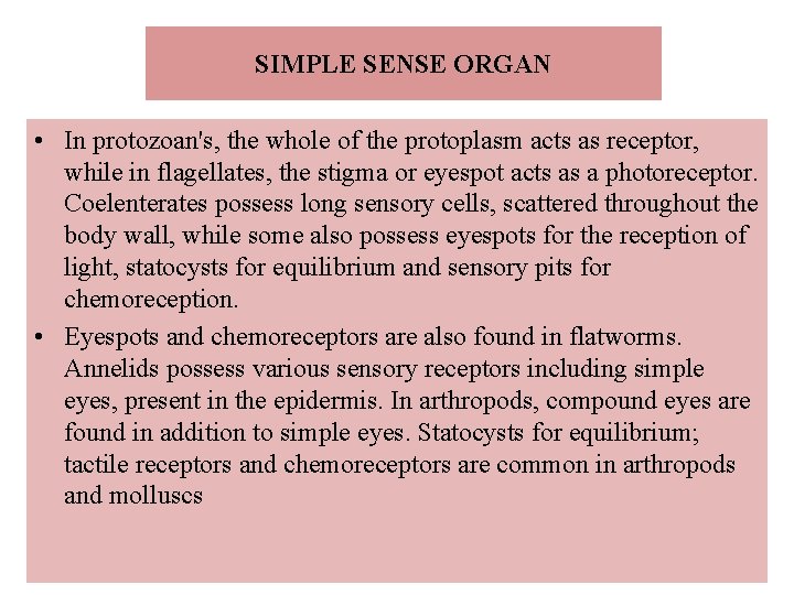 SIMPLE SENSE ORGAN • In protozoan's, the whole of the protoplasm acts as receptor,