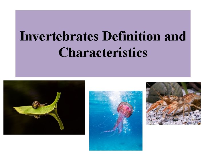 Invertebrates Definition and Characteristics 