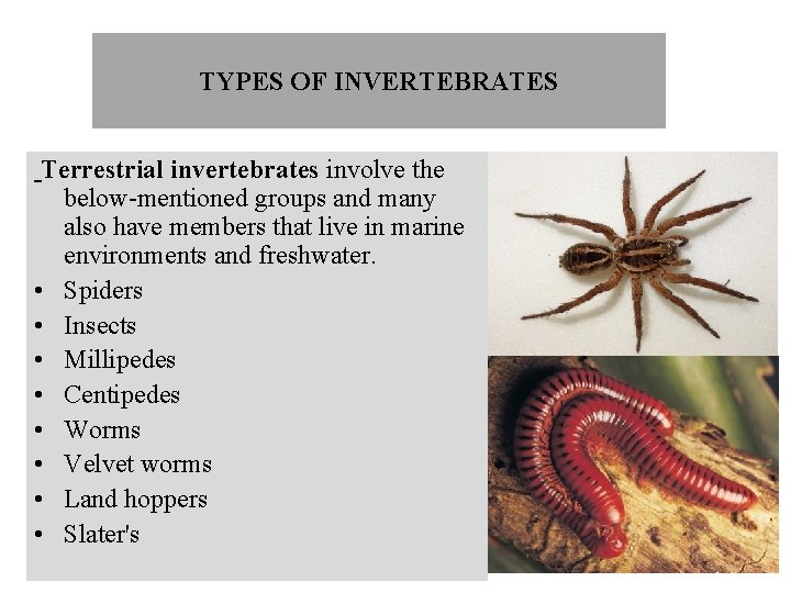 TYPES OF INVERTEBRATES Terrestrial invertebrates involve the below-mentioned groups and many also have members