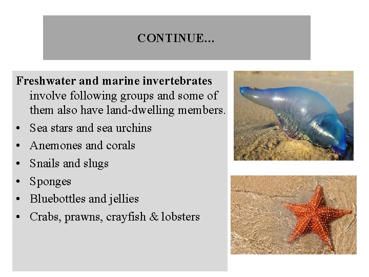 CONTINUE… Freshwater and marine invertebrates involve following groups and some of them also have