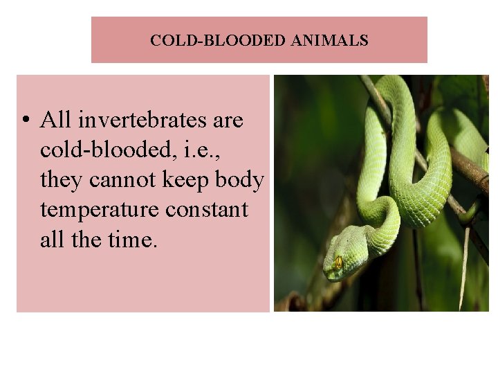 COLD-BLOODED ANIMALS • All invertebrates are cold-blooded, i. e. , they cannot keep body