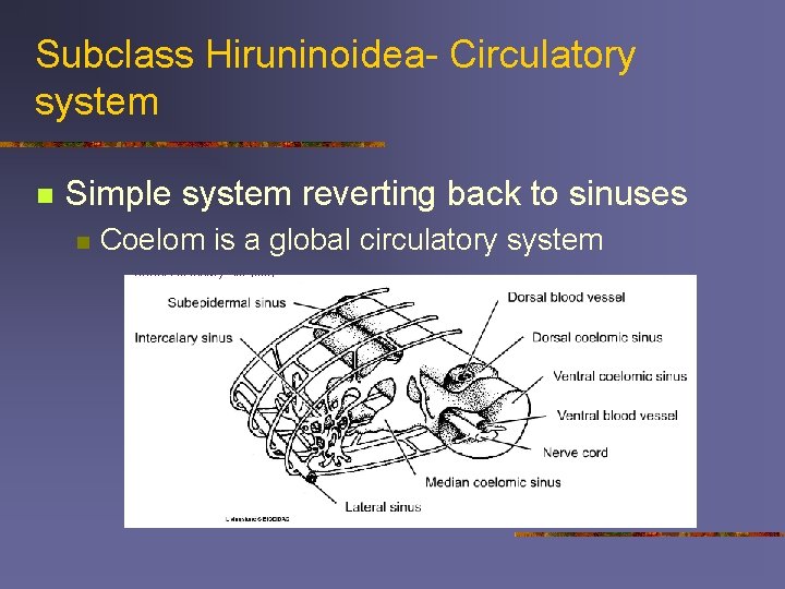 Subclass Hiruninoidea- Circulatory system n Simple system reverting back to sinuses n Coelom is