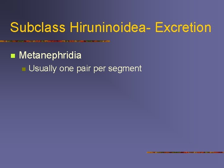 Subclass Hiruninoidea- Excretion n Metanephridia n Usually one pair per segment 