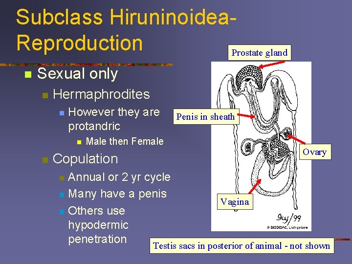 Subclass Hiruninoidea. Reproduction Prostate gland n Sexual only n Hermaphrodites n However they are