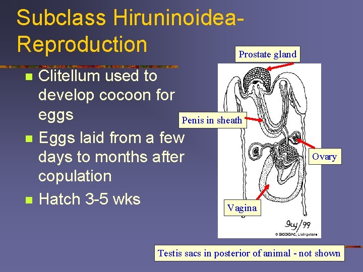 Subclass Hiruninoidea. Reproduction Prostate gland n n n Clitellum used to develop cocoon for