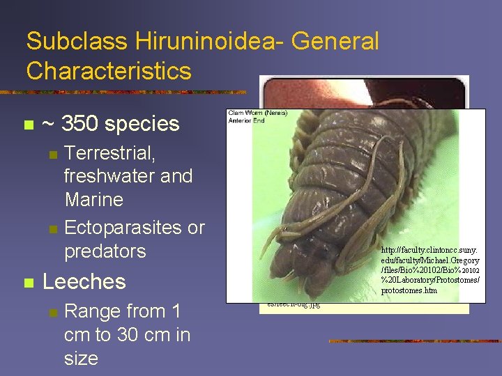 Subclass Hiruninoidea- General Characteristics n ~ 350 species n n n Terrestrial, freshwater and