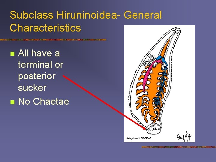 Subclass Hiruninoidea- General Characteristics n n All have a terminal or posterior sucker No