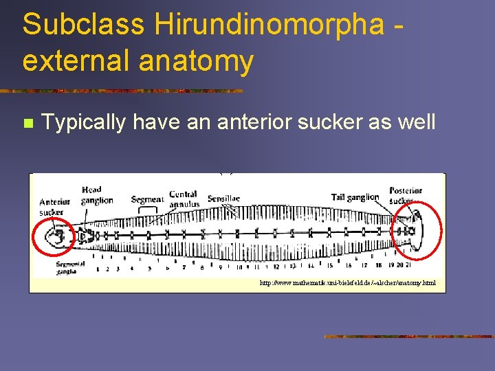 Subclass Hirundinomorpha external anatomy n Typically have an anterior sucker as well http: //www.