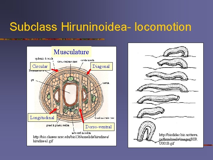 Subclass Hiruninoidea- locomotion Musculature Circular Diagonal Longitudinal Dorso-ventral http: //bio. classes. ucsc. edu/bio 136/annelids/hirudinea/