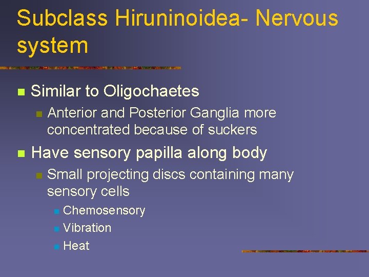 Subclass Hiruninoidea- Nervous system n Similar to Oligochaetes n n Anterior and Posterior Ganglia