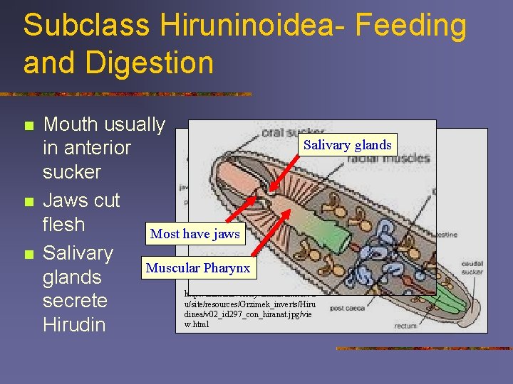Subclass Hiruninoidea- Feeding and Digestion n Mouth usually Salivary glands in anterior sucker Jaws