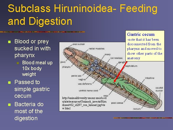 Subclass Hiruninoidea- Feeding and Digestion Gastric cecum n n -note that it has been