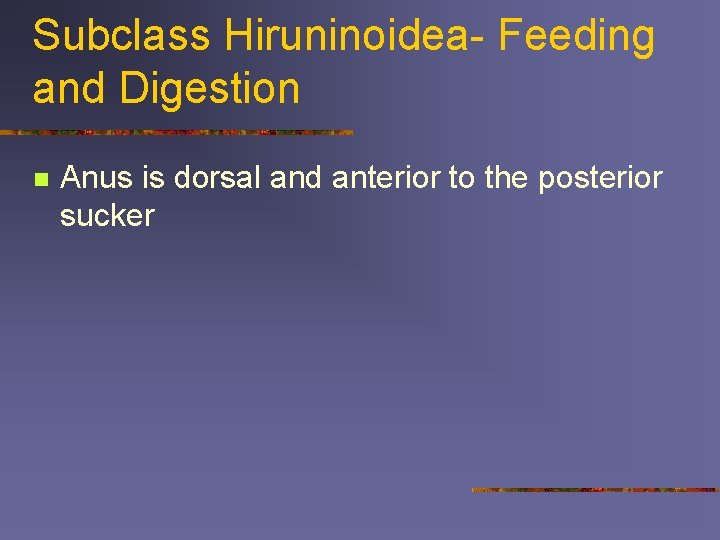 Subclass Hiruninoidea- Feeding and Digestion n Anus is dorsal and anterior to the posterior