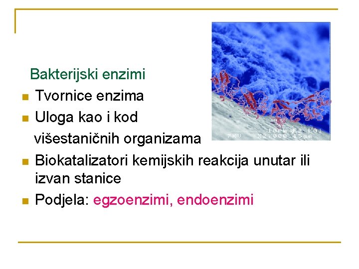 Bakterijski enzimi n Tvornice enzima n Uloga kao i kod višestaničnih organizama n Biokatalizatori