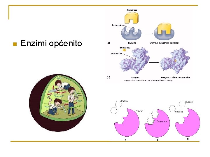 n Enzimi općenito 