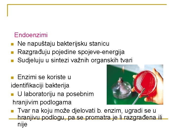 Endoenzimi n Ne napuštaju bakterijsku stanicu n Razgrađuju pojedine spojeve-energija n Sudjeluju u sintezi