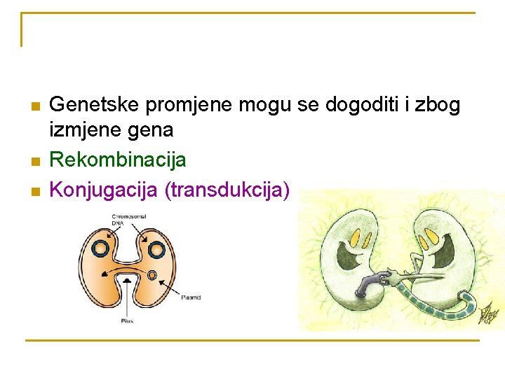 n n n Genetske promjene mogu se dogoditi i zbog izmjene gena Rekombinacija Konjugacija