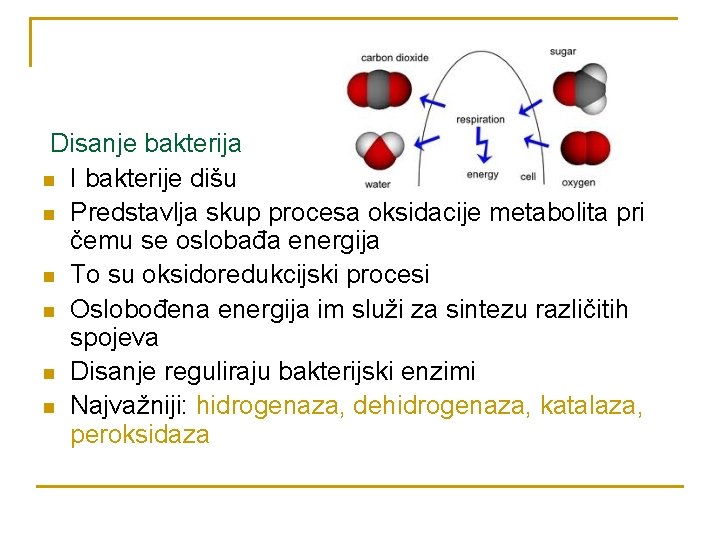 Disanje bakterija n I bakterije dišu n Predstavlja skup procesa oksidacije metabolita pri čemu