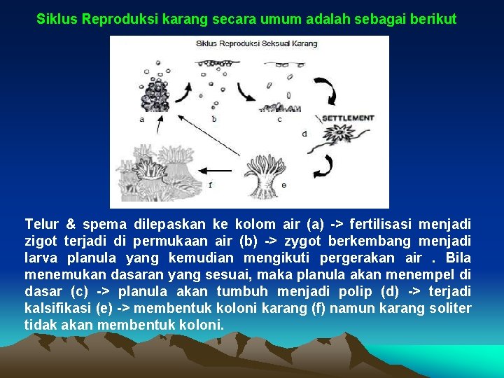 Siklus Reproduksi karang secara umum adalah sebagai berikut Telur & spema dilepaskan ke kolom