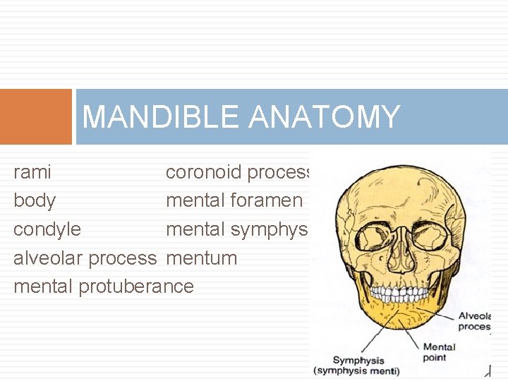 MANDIBLE ANATOMY rami coronoid process body mental foramen condyle mental symphysis alveolar process mentum