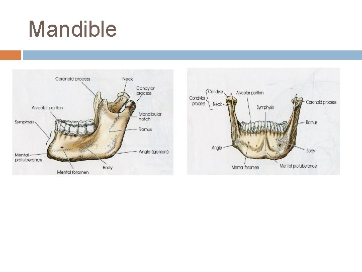 Mandible 