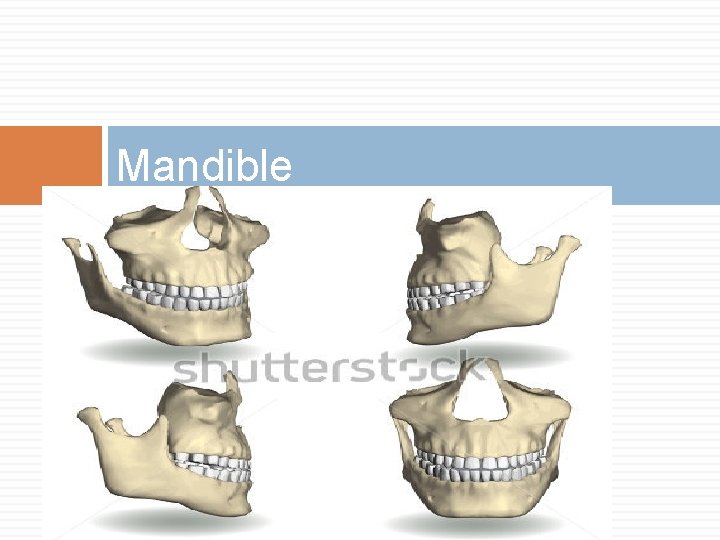 Mandible 