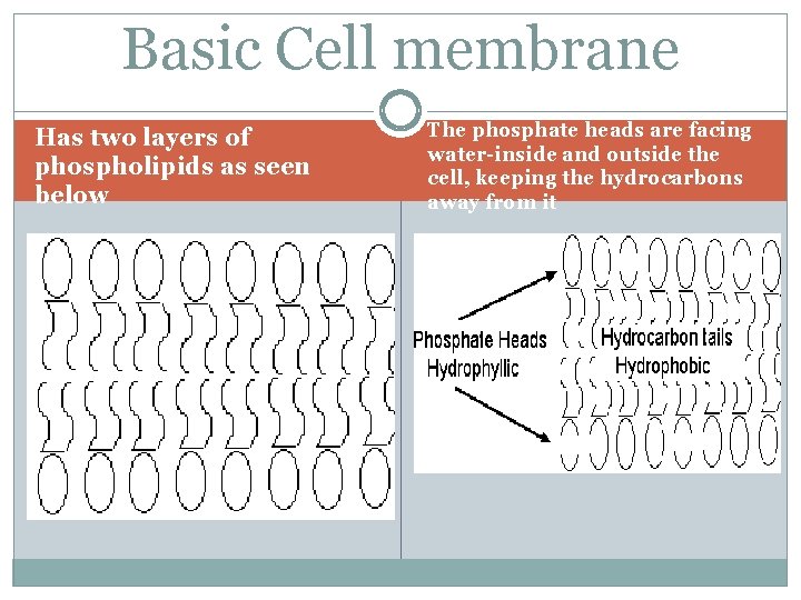 Basic Cell membrane Has two layers of phospholipids as seen below The phosphate heads