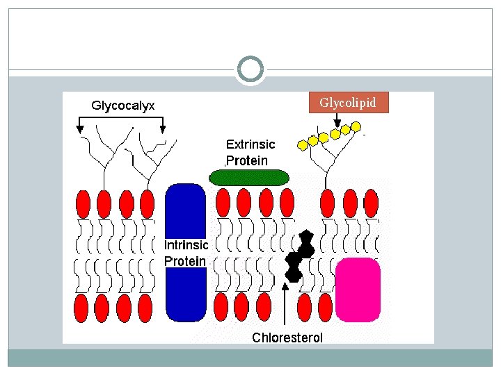 Glycolipid 
