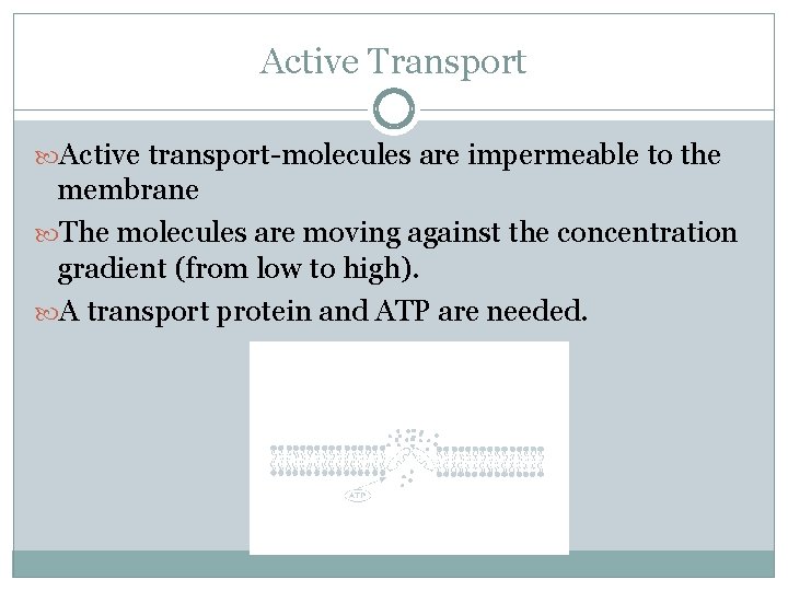 Active Transport Active transport-molecules are impermeable to the membrane The molecules are moving against