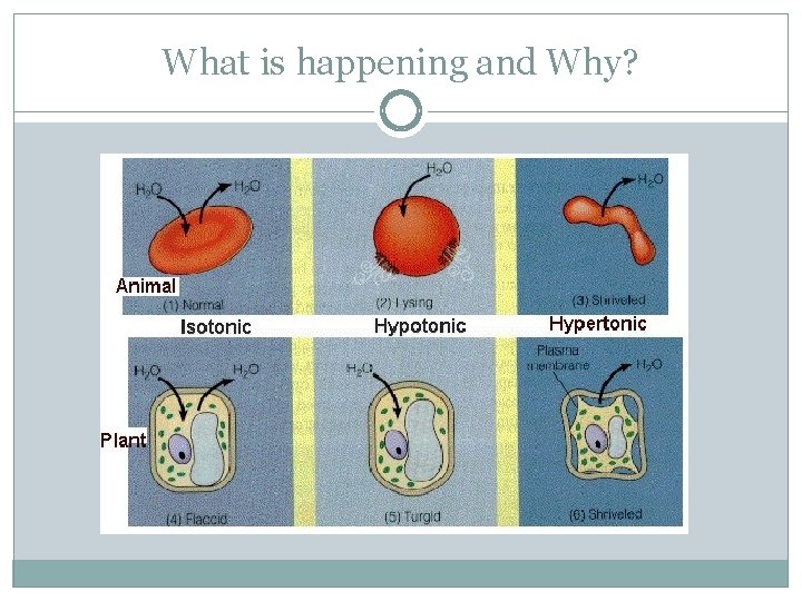 What is happening and Why? 