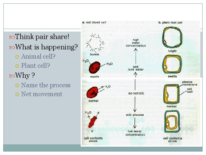  Think pair share! What is happening? Animal cell? Plant cell? Why ? Name