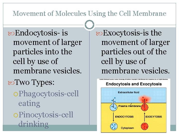 Movement of Molecules Using the Cell Membrane Endocytosis- is movement of larger particles into