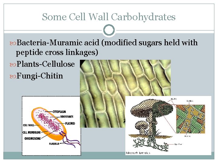 Some Cell Wall Carbohydrates Bacteria-Muramic acid (modified sugars held with peptide cross linkages) Plants-Cellulose