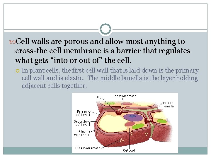  Cell walls are porous and allow most anything to cross-the cell membrane is