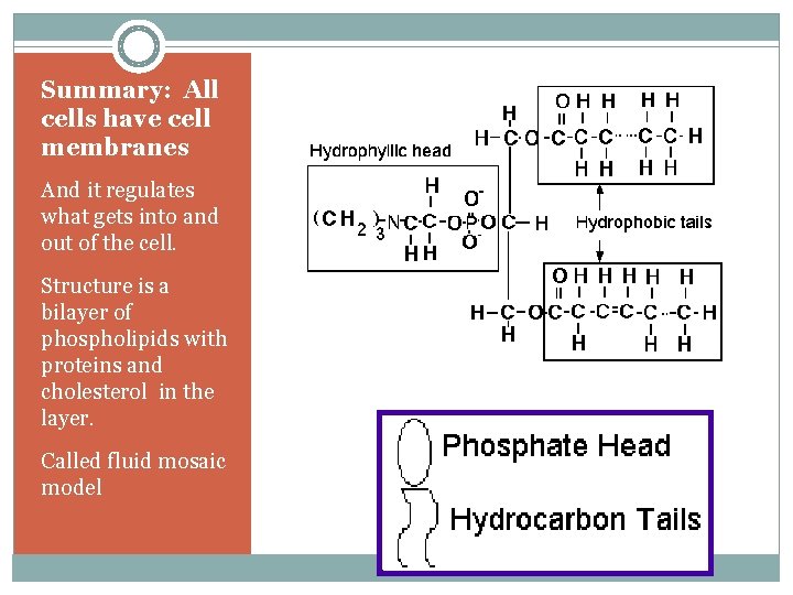 Summary: All cells have cell membranes And it regulates what gets into and out