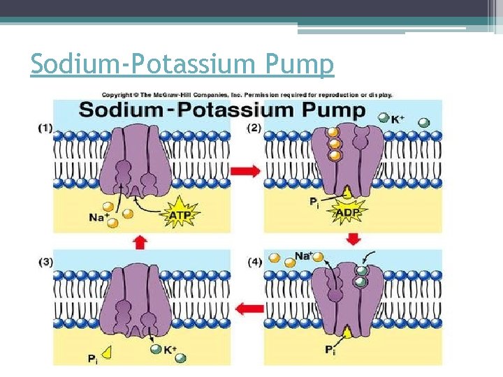 Sodium-Potassium Pump 